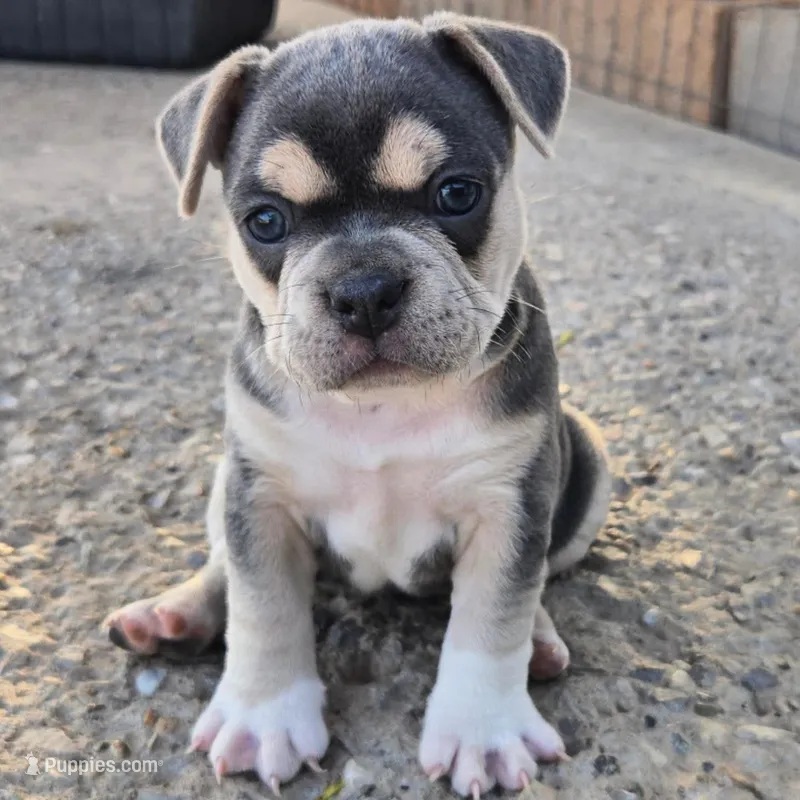 Luna – Olde English Bulldogge puppy for sale in Frederick, OK