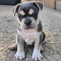 X-Jean Grey, a female Olde English Bulldogge for sale in Frederick, OK – 3 of 8