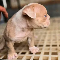 Skyye, a female Olde English Bulldogge for sale in Frederick, OK – 5 of 9