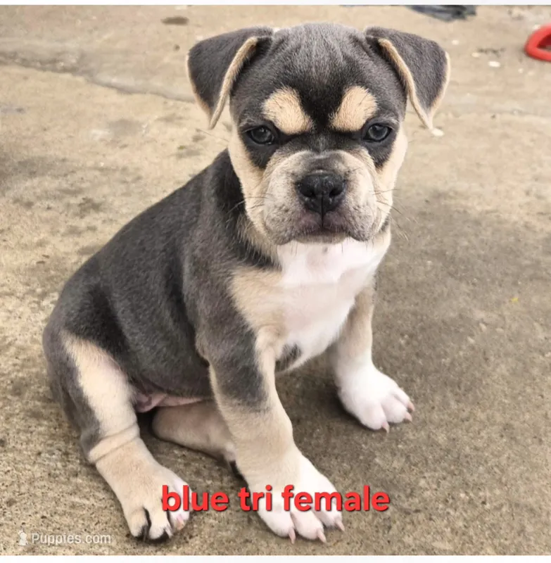 X-Jean Grey – Olde English Bulldogge puppy for sale in Frederick, OK