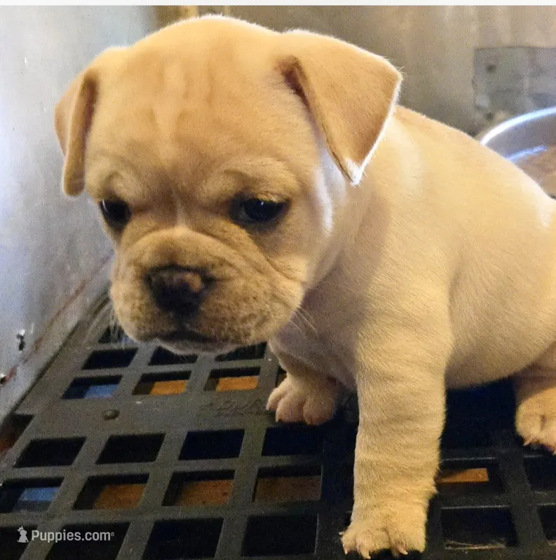 Nala  – French Bulldog, Olde English Bulldogge puppy for sale in Frederick, OK