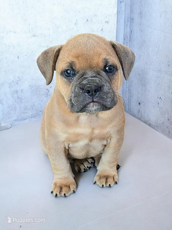Mousse – Olde English Bulldogge puppy for sale in Frederick, OK