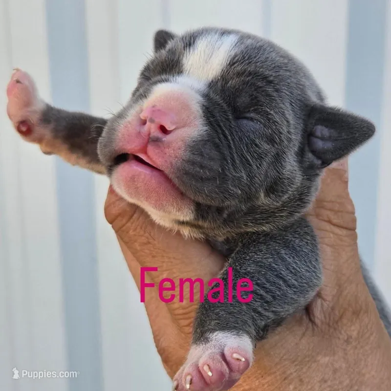 Matilda  – Olde English Bulldogge puppy for sale in Frederick, OK