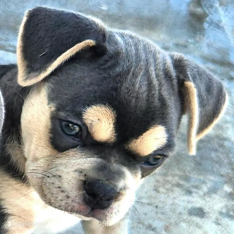 X-Jean Grey – Olde English Bulldogge puppy for sale in Frederick, OK
