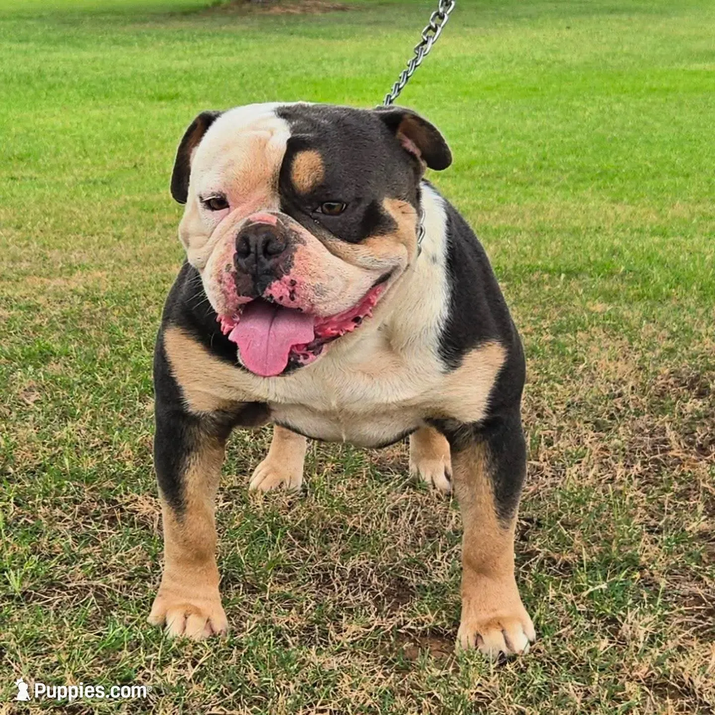 Blanco, a male Olde English Bulldogge for sale in Frederick, OK – 2 of 3