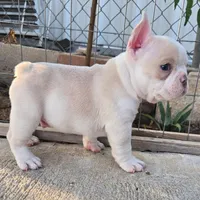 Los Reyes' X-Gambit aka Remy, a male French Bulldog and Olde English Bulldogge for sale in Frederick, OK – 2 of 6