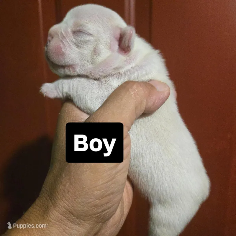 Diesel – French Bulldog, Olde English Bulldogge puppy for sale in Frederick, OK