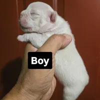 Diesel, a male French Bulldog and Olde English Bulldogge for sale in Frederick, OK – 1 of 1