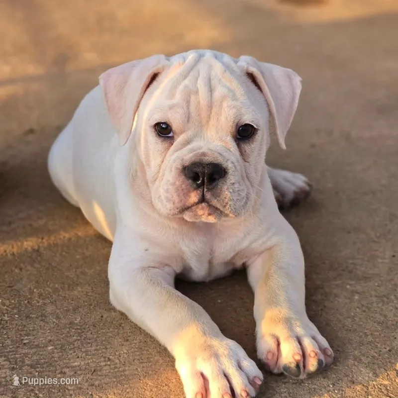 Extreme Clean – Olde English Bulldogge puppy for sale in Frederick, OK