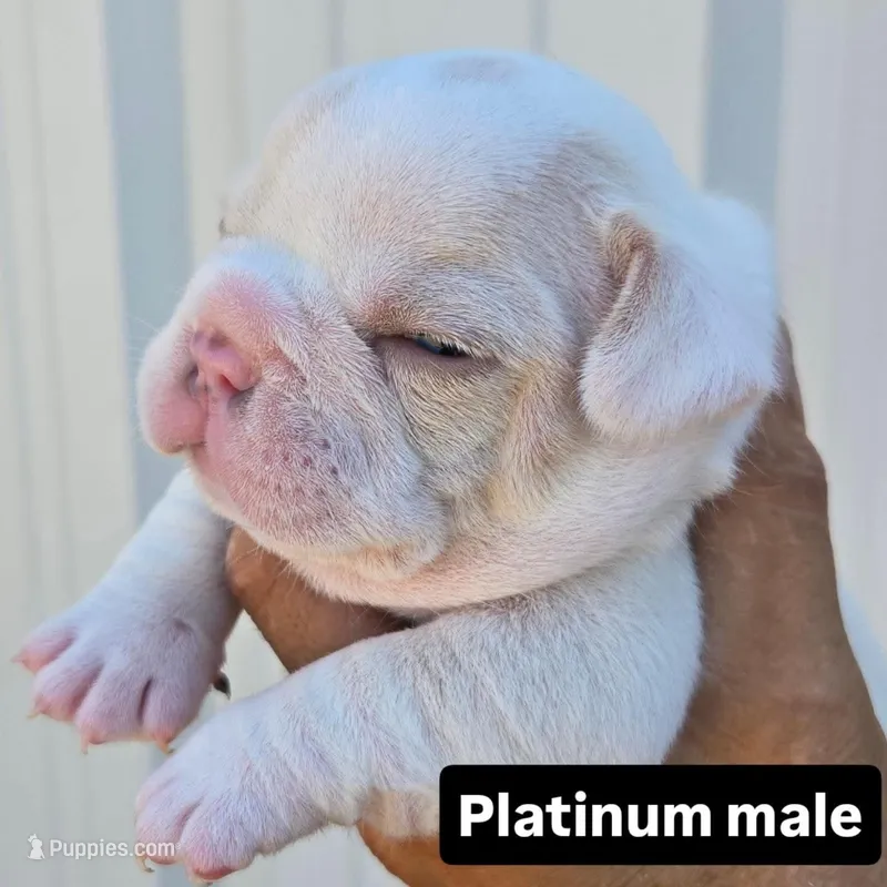 Diesel – French Bulldog, Olde English Bulldogge puppy for sale in Frederick, OK