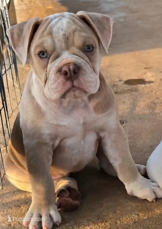 Skyye – Olde English Bulldogge puppy for sale in Frederick, OK