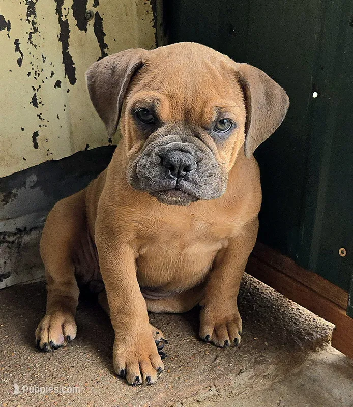Sable – Olde English Bulldogge puppy for sale in Frederick, OK