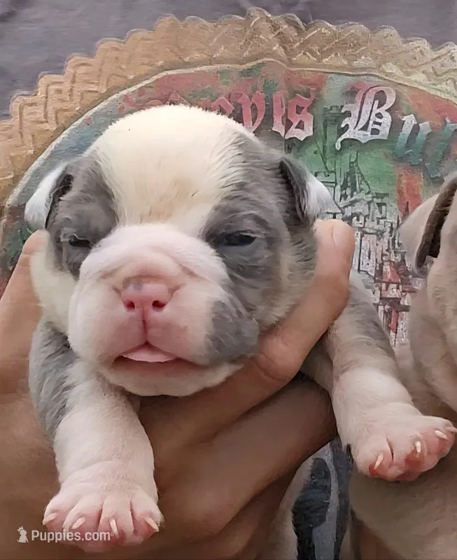 Rocco – Olde English Bulldogge puppy for sale in Frederick, OK