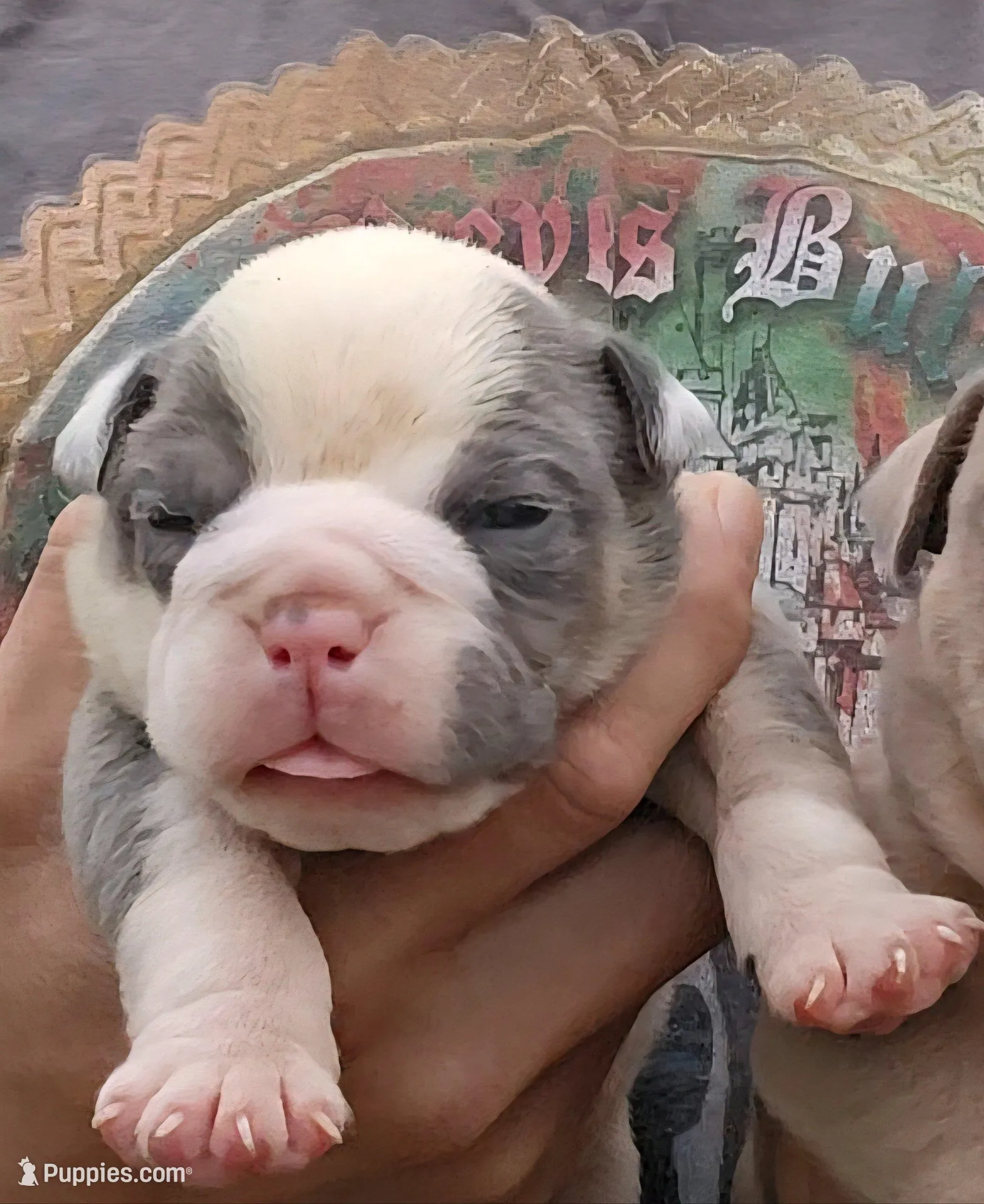 Rocco, a male Olde English Bulldogge for sale in Frederick, OK – Photo 1 of 3