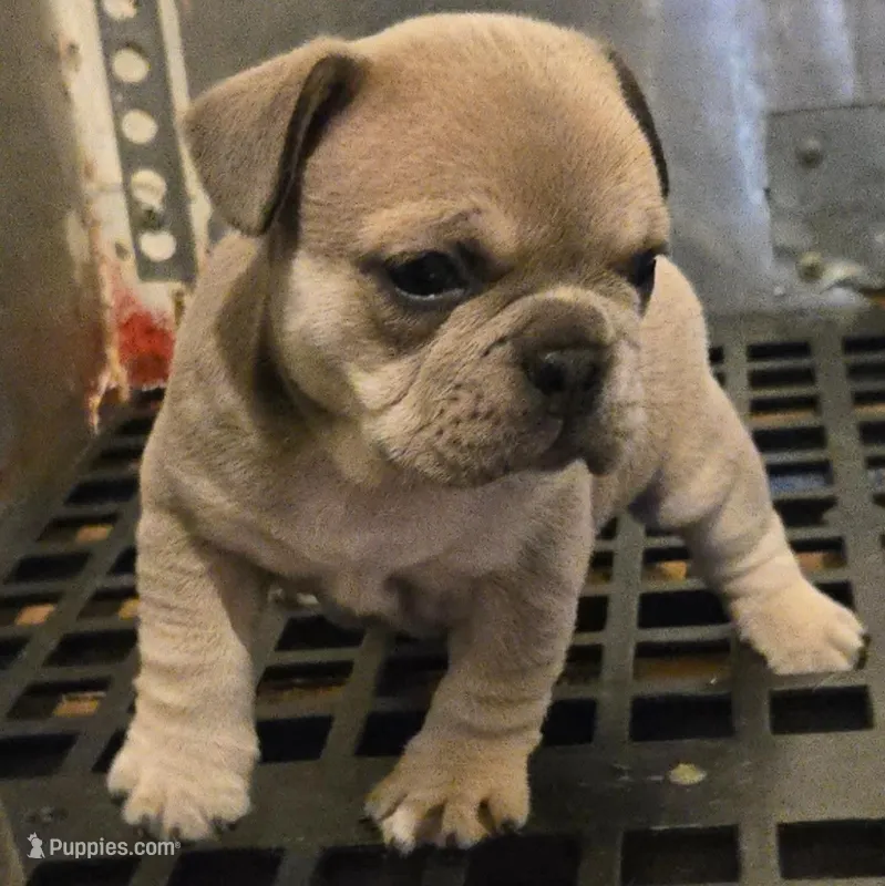 Roxy – French Bulldog, Olde English Bulldogge puppy for sale in Frederick, OK