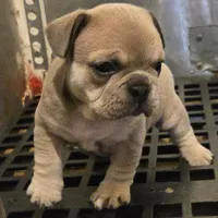 X-Ororo, a female French Bulldog and Olde English Bulldogge for sale in Frederick, OK – 3 of 7