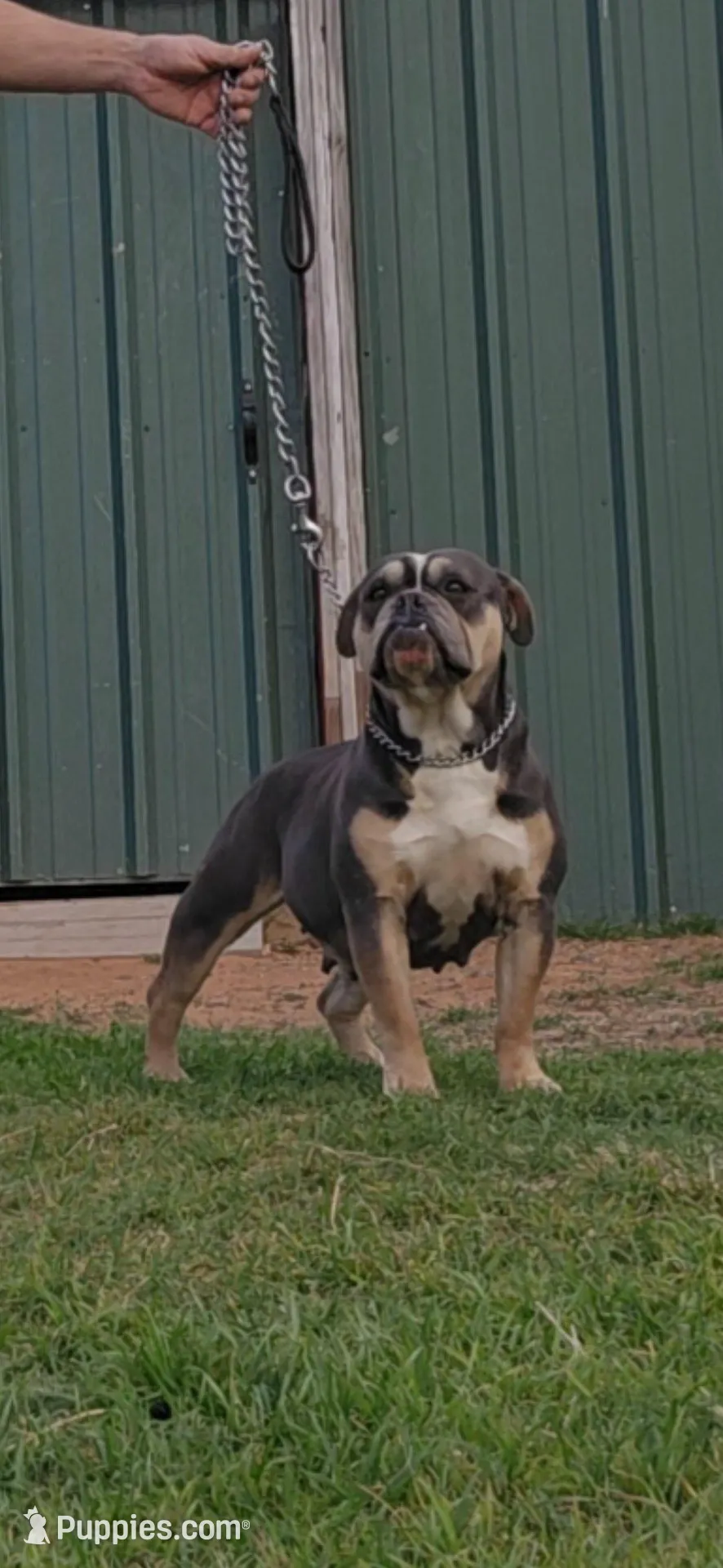 Lavender , a female Olde English Bulldogge for sale in Frederick, OK – Photo 3 of 4