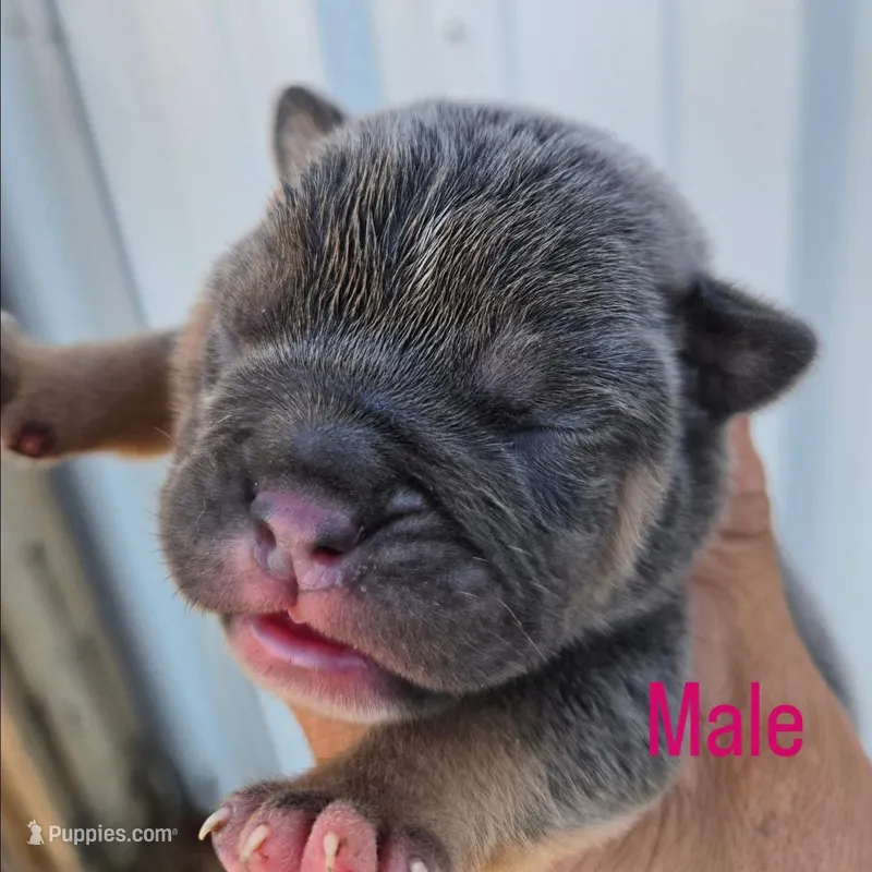 Zeus  – Olde English Bulldogge puppy for sale in Frederick, OK