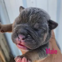 Zeus , a male Olde English Bulldogge for sale in Frederick, OK – 1 of 3