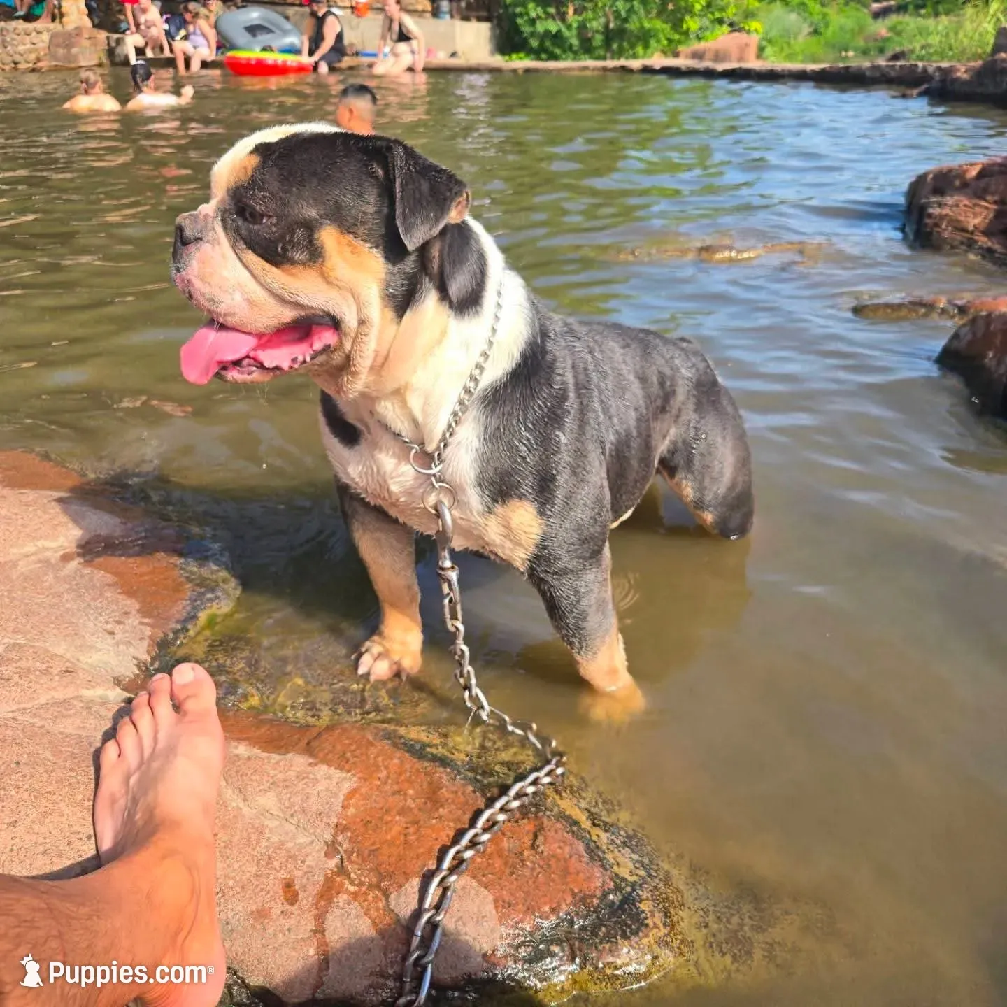 Skyye, a female Olde English Bulldogge for sale in Frederick, OK – 8 of 9