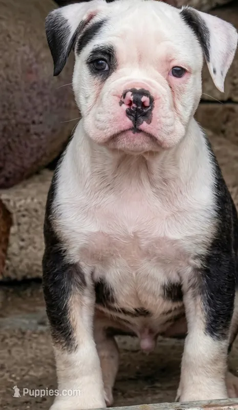 Prince – Olde English Bulldogge puppy for sale in Frederick, OK