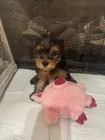 Molly, a female Yorkshire Terrier for sale in Ball Ground, GA – 5 of 7