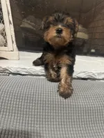 Molly, a female Yorkshire Terrier for sale in Ball Ground, GA – 3 of 7