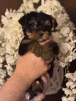 Sarah, a female Yorkshire Terrier for sale in Ball Ground, GA – Photo 3 of 3