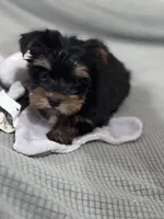 Sarah, a female Yorkshire Terrier for sale in Ball Ground, GA – Photo 2 of 3