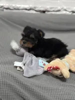 Sarah, a female Yorkshire Terrier for sale in Ball Ground, GA – Photo 1 of 3