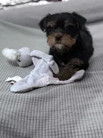 Jessica, a female Yorkshire Terrier for sale in Ball Ground, GA – Photo 3 of 4