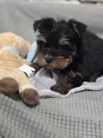 Jessica, a female Yorkshire Terrier for sale in Ball Ground, GA – Photo 2 of 4