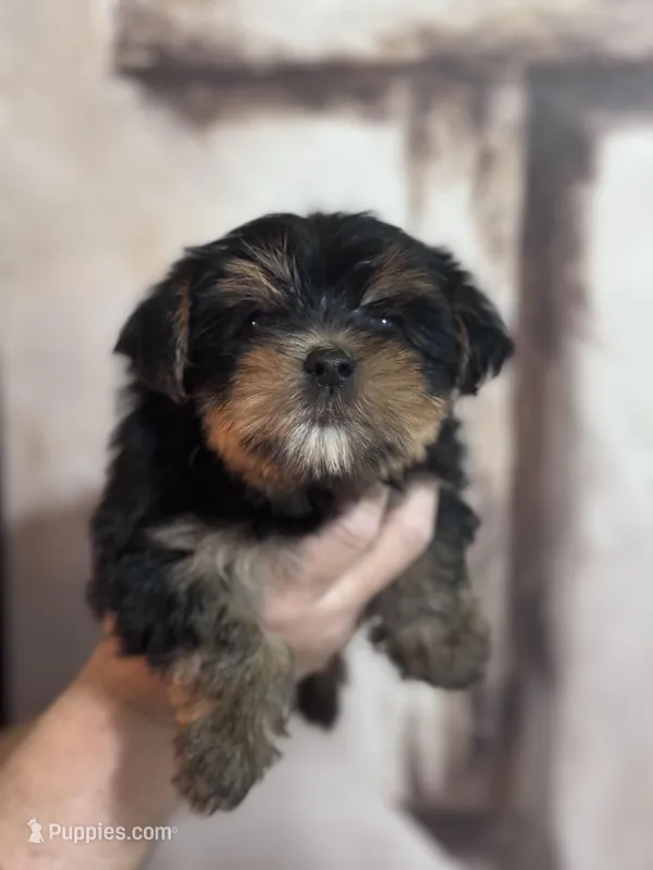 Jessica – Yorkshire Terrier puppy for sale in Ball Ground, GA