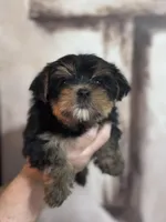 Jessica, a female Yorkshire Terrier for sale in Ball Ground, GA – Photo 1 of 4