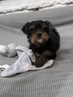 Jessica, a female Yorkshire Terrier for sale in Ball Ground, GA – Photo 4 of 4