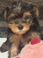 Molly, a female Yorkshire Terrier for sale in Ball Ground, GA – 6 of 7