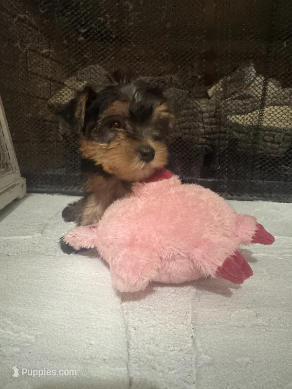 Molly – Yorkshire Terrier puppy for sale in Ball Ground, GA