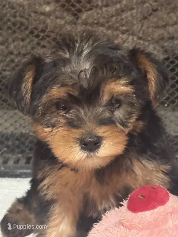 Molly – Yorkshire Terrier puppy for sale in Ball Ground, GA