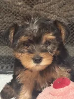 Molly, a female Yorkshire Terrier for sale in Ball Ground, GA – 1 of 7