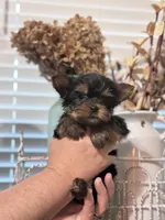 Beth, a female Yorkshire Terrier for sale in Ball Ground, GA – Photo 2 of 3
