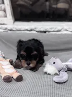 Beth, a female Yorkshire Terrier for sale in Ball Ground, GA – Photo 3 of 3