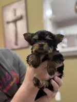 Beth, a female Yorkshire Terrier for sale in Ball Ground, GA – Photo 1 of 3