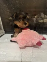 Molly, a female Yorkshire Terrier for sale in Ball Ground, GA – 7 of 7