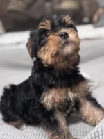 Baby girl, a female Yorkshire Terrier for sale in Ball Ground, GA – Photo 3 of 4