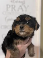 Baby girl, a female Yorkshire Terrier for sale in Ball Ground, GA – Photo 1 of 4