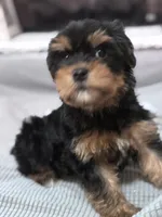 Baby girl, a female Yorkshire Terrier for sale in Ball Ground, GA – Photo 4 of 4