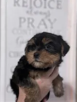 Baby girl, a female Yorkshire Terrier for sale in Ball Ground, GA – Photo 2 of 4