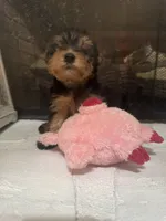 Molly, a female Yorkshire Terrier for sale in Ball Ground, GA – 4 of 7