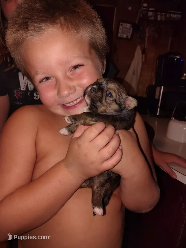 Jaxx – Pomeranian, Shih Tzu puppy for sale in Hamilton, MT