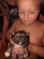 Jaxx, a male Pomeranian and Shih Tzu for sale in Hamilton, MT – 3 of 4